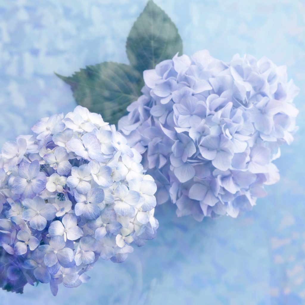 Обои цветы, гортензия, flowers, hydrangea разрешение 2560x1600 Загрузить