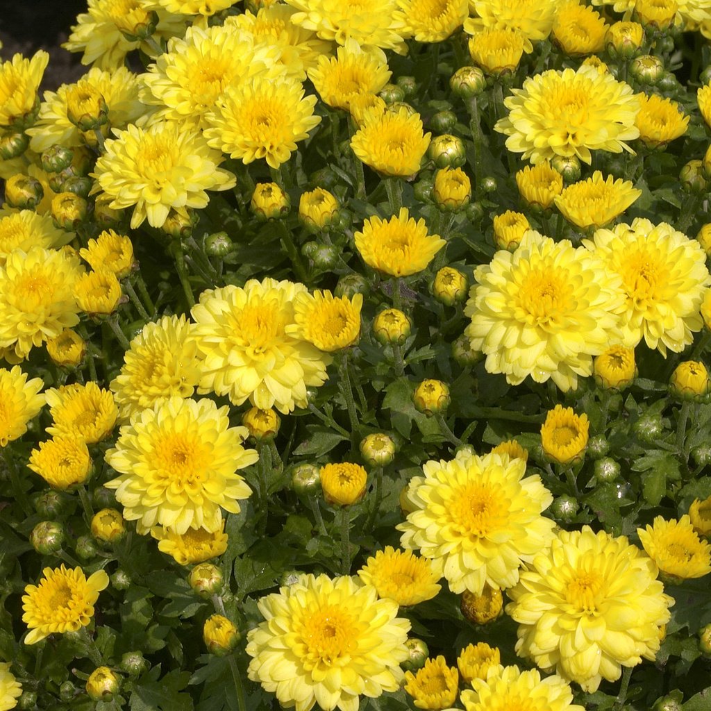Обои цветы, хризантемы, flowers, chrysanthemum разрешение 2560x1600 Загрузить