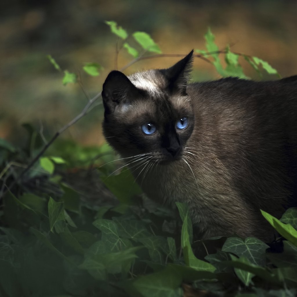 Обои трава, кот, сиамский, голубоглазый, grass, cat, siamese, blue-eyed разрешение 1920x1200 Загрузить