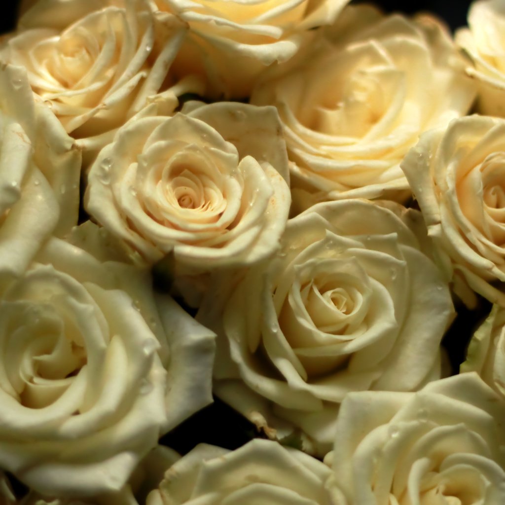 Обои цветы, розы, букет, cvety, rozy, buket, flowers, roses, bouquet разрешение 3685x2464 Загрузить