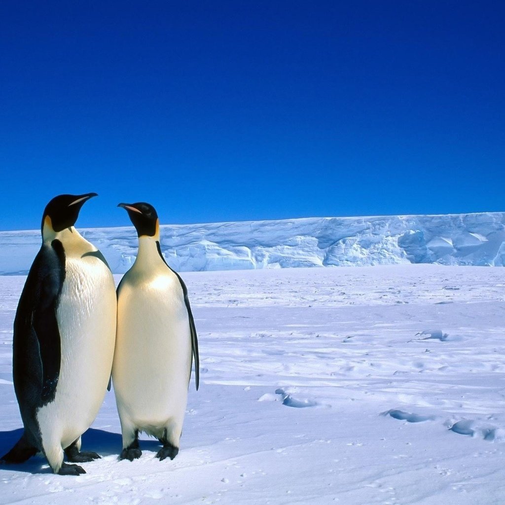 Обои снег, животные, лёд, пингвин, пингвины, антарктика, snow, animals, ice, penguin, penguins, antarctica разрешение 1920x1200 Загрузить