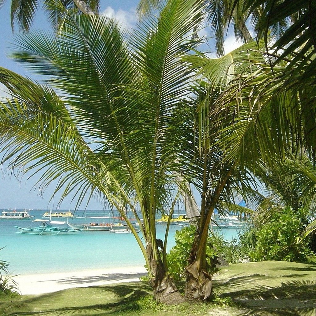 Обои море, песок, пляж, лодки, пальмы, тропики, sea, sand, beach, boats, palm trees, tropics разрешение 1920x1080 Загрузить