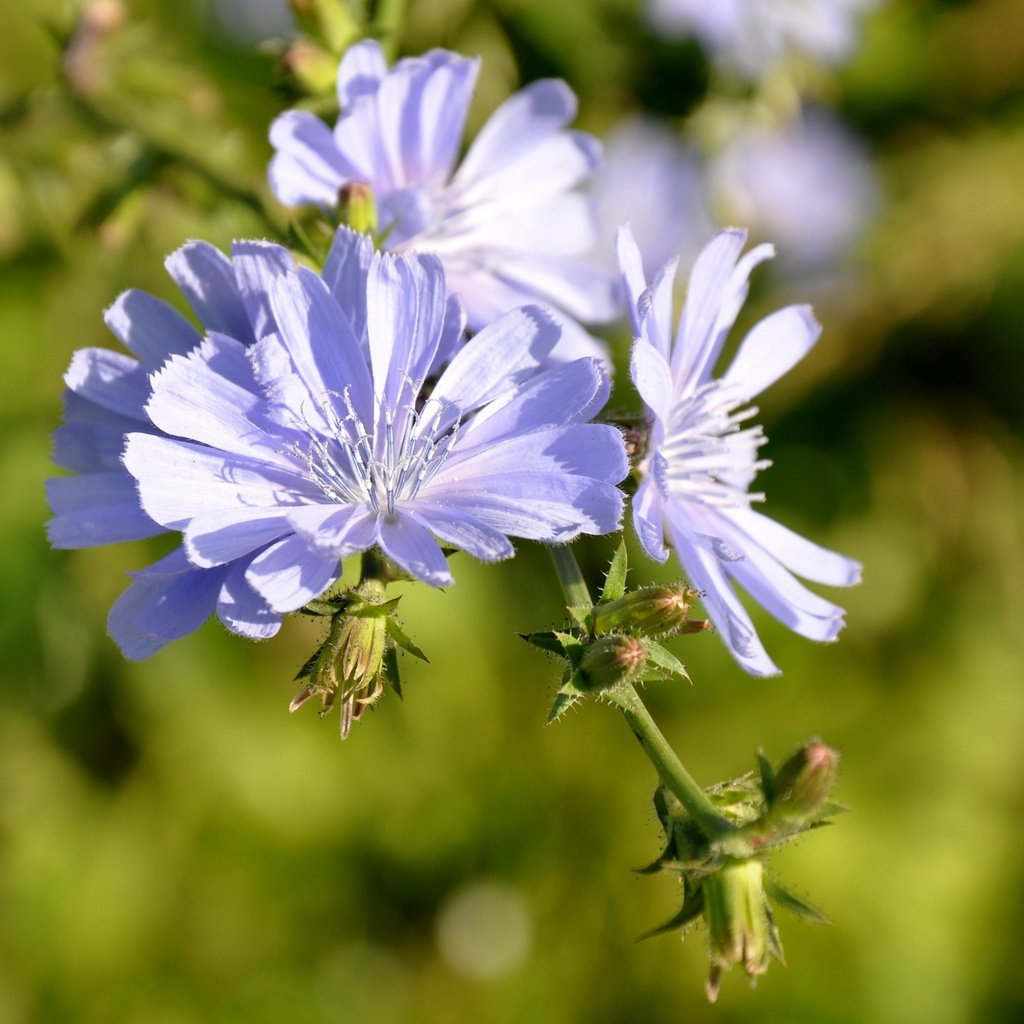 Обои цветы, лепестки, голубые, боке, цикорий, flowers, petals, blue, bokeh, chicory разрешение 1920x1440 Загрузить