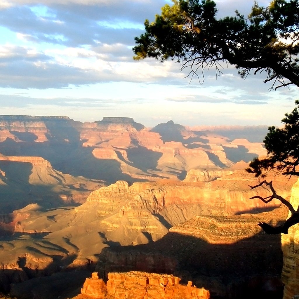 Обои дерево, день, каньон, высота, тени, солнечный свет, tree, day, canyon, height, shadows, sunlight разрешение 1920x1080 Загрузить