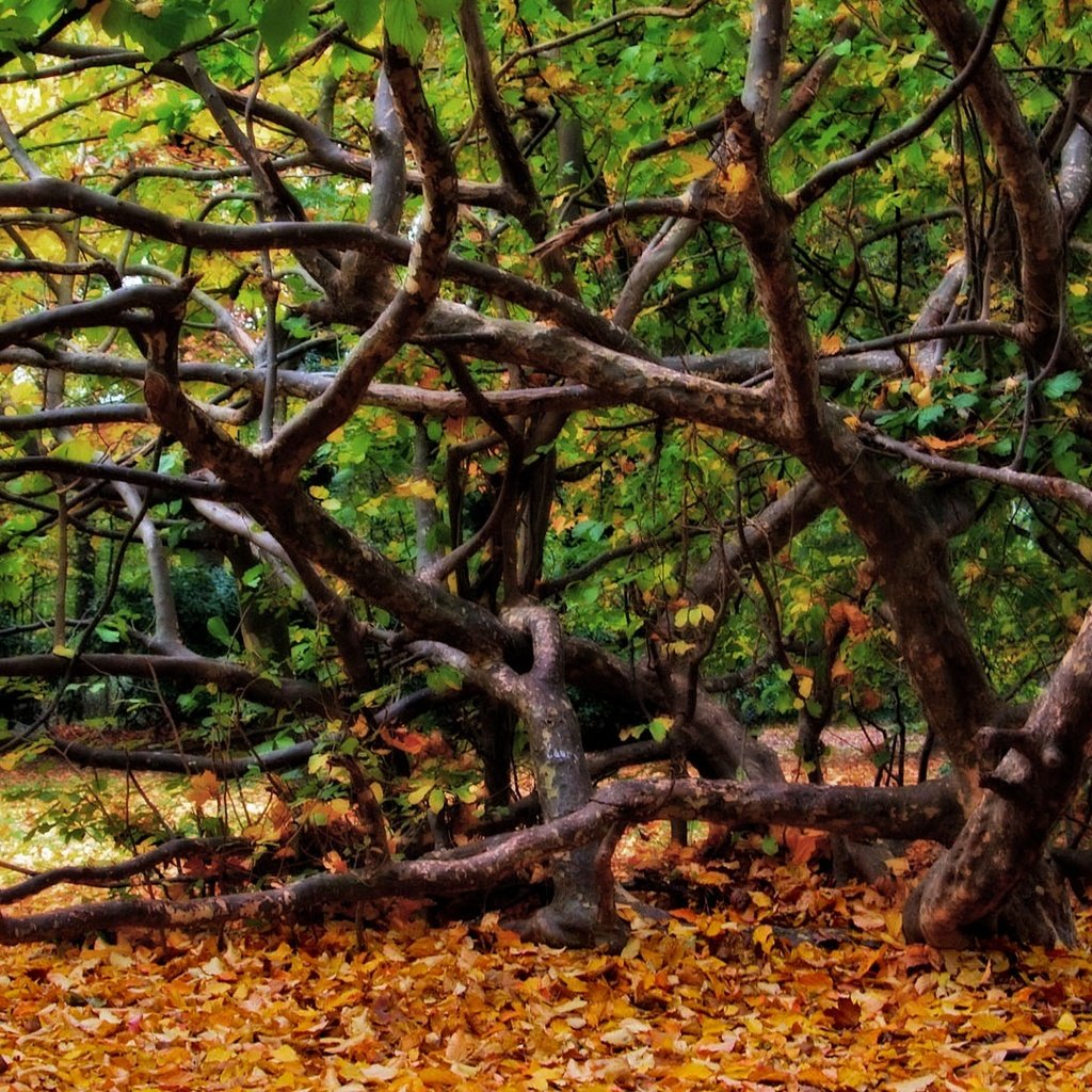 Обои деревья, природа, дерево, листья, пейзаж, осень, trees, nature, tree, leaves, landscape, autumn разрешение 1920x1080 Загрузить