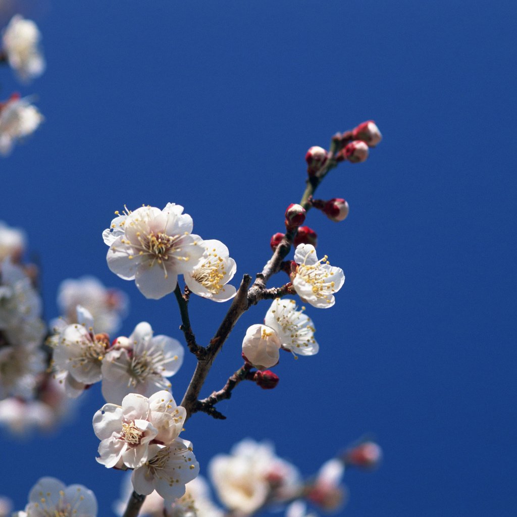 Обои небо, цветение, ветки, весна, the sky, flowering, branches, spring разрешение 2560x1920 Загрузить