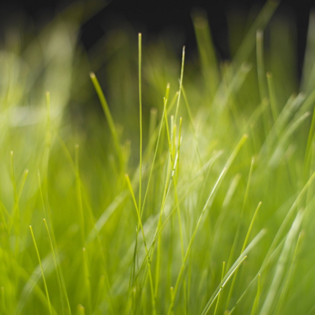 Обои трава, природа, зелень, размытость, grass, nature, greens, blur разрешение 1920x1200 Загрузить