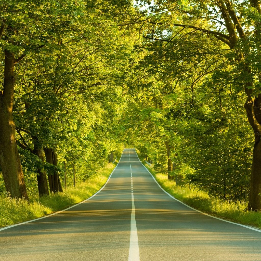 Обои дорога, деревья, весна, road, trees, spring разрешение 1920x1440 Загрузить
