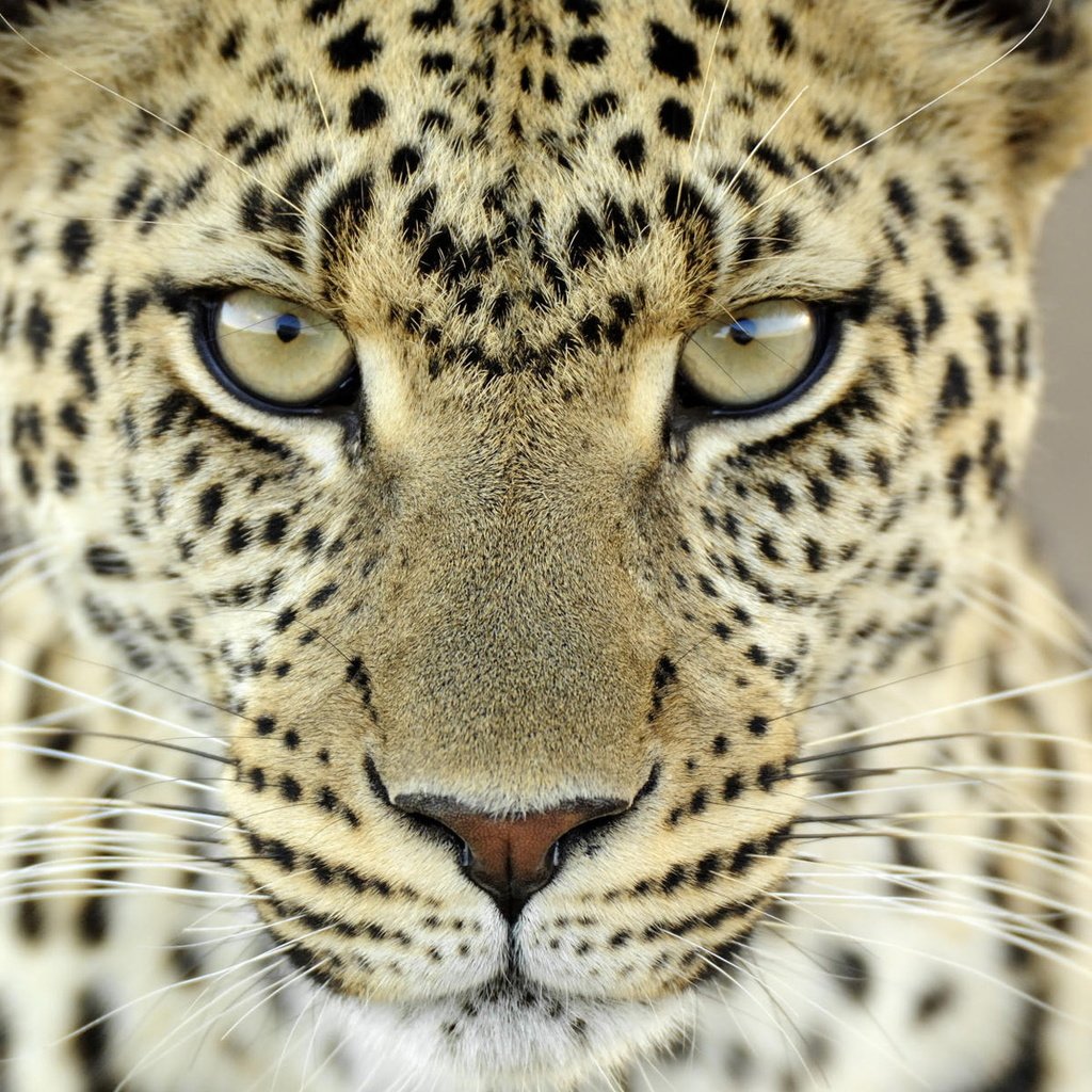 Обои взгляд, леопард, look, leopard разрешение 1920x1200 Загрузить
