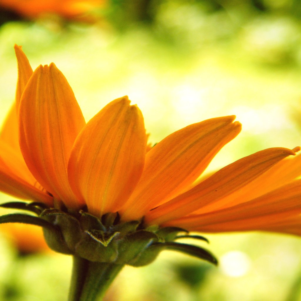 Обои цветок, лепестки, оранжевые, крупным планом, flower, petals, orange, closeup разрешение 1920x1200 Загрузить