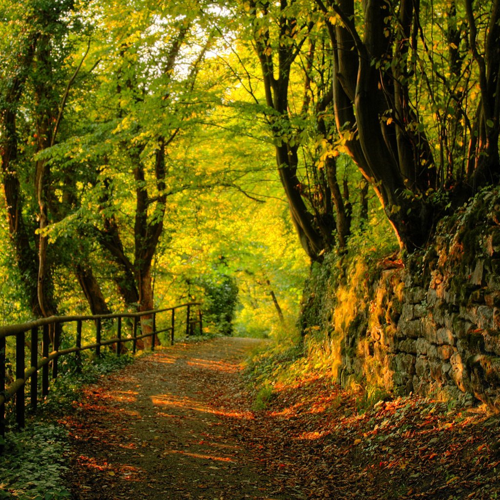 Обои природа, лес, пейзаж, дорожка, забор, деревьями, nature, forest, landscape, track, the fence, trees разрешение 1920x1080 Загрузить