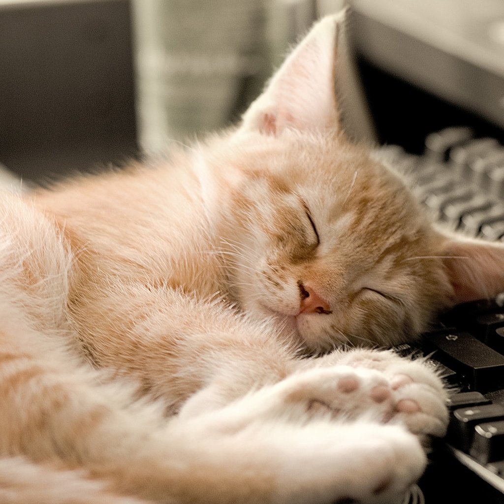 Обои кот, кошка, котенок, спит, клавиатура, рыжий, cat, kitty, sleeping, keyboard, red разрешение 1920x1200 Загрузить
