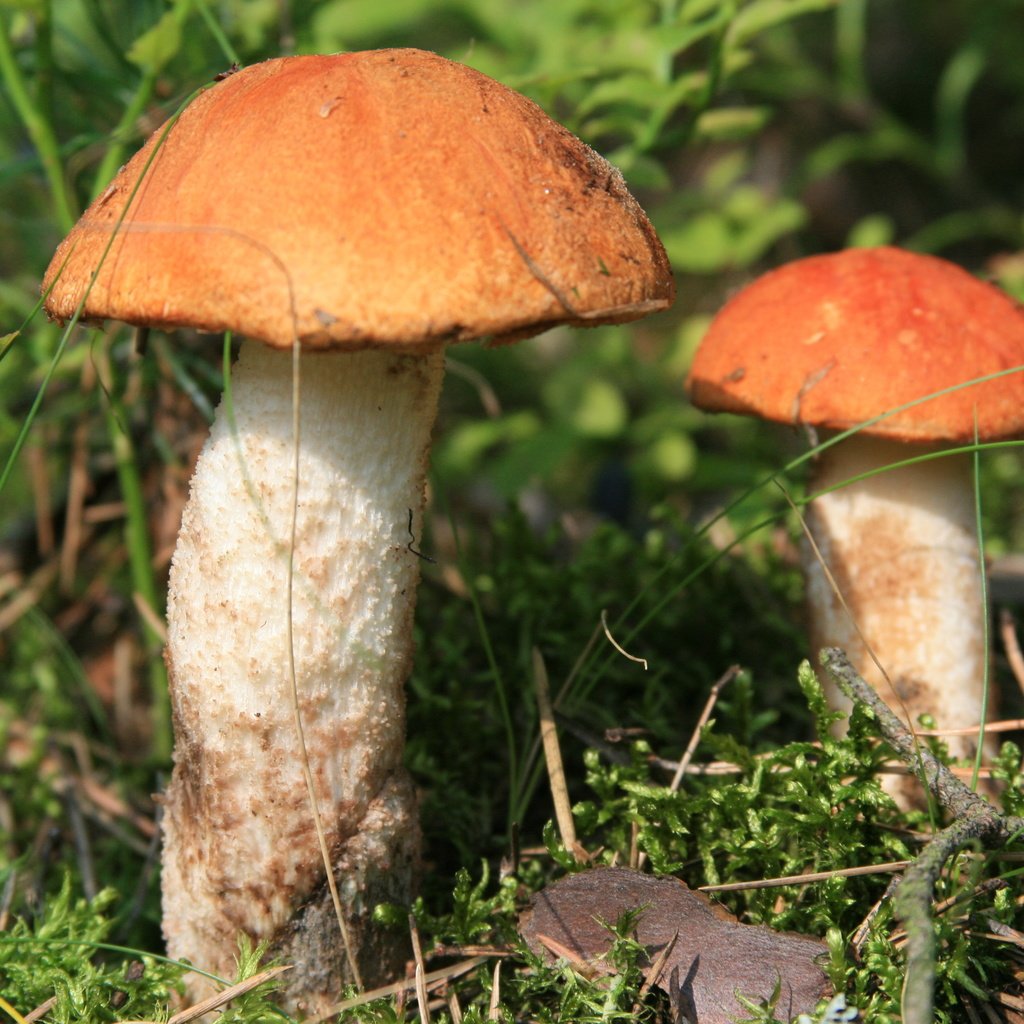 Обои трава, гриба, природа, лес, макро, грибы, прогулка, два, подосиновики, grass, mushroom, nature, forest, macro, mushrooms, walk, two, aspen разрешение 3888x2592 Загрузить