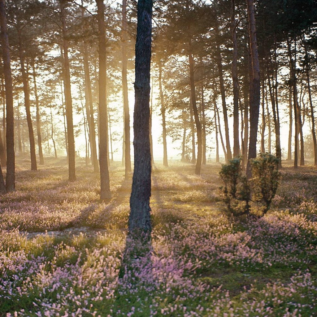 Обои лес, пейзаж, солнечный свет, forest, landscape, sunlight разрешение 1920x1080 Загрузить