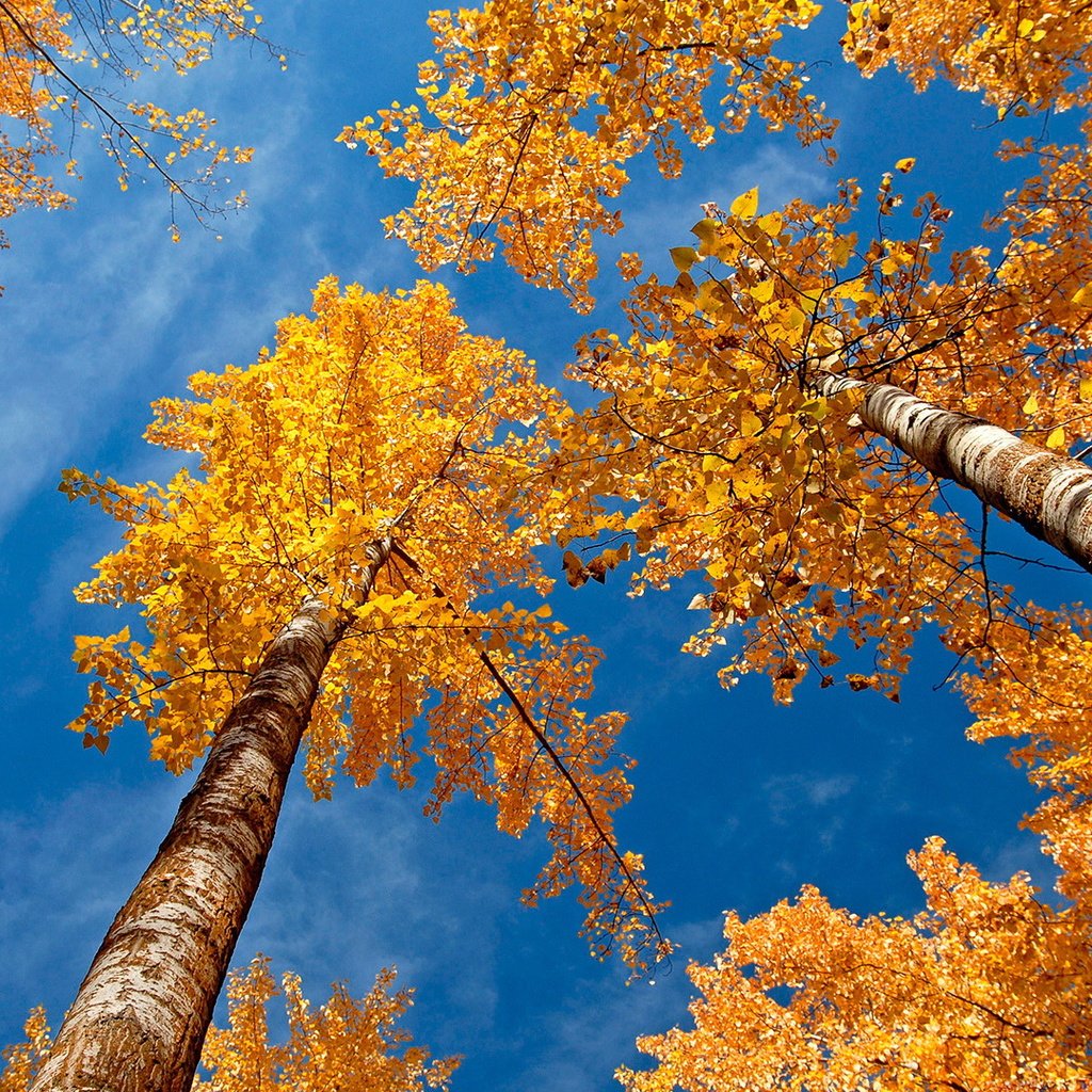 Обои небо, деревья, березы, осень, желтые листья, крона, вид снизу, the sky, trees, birch, autumn, yellow leaves, crown, bottom view разрешение 1920x1080 Загрузить