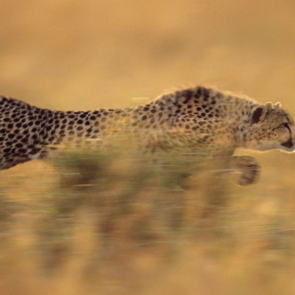 Обои бег, гепард, стремительный, running, cheetah, rapid разрешение 1920x1080 Загрузить