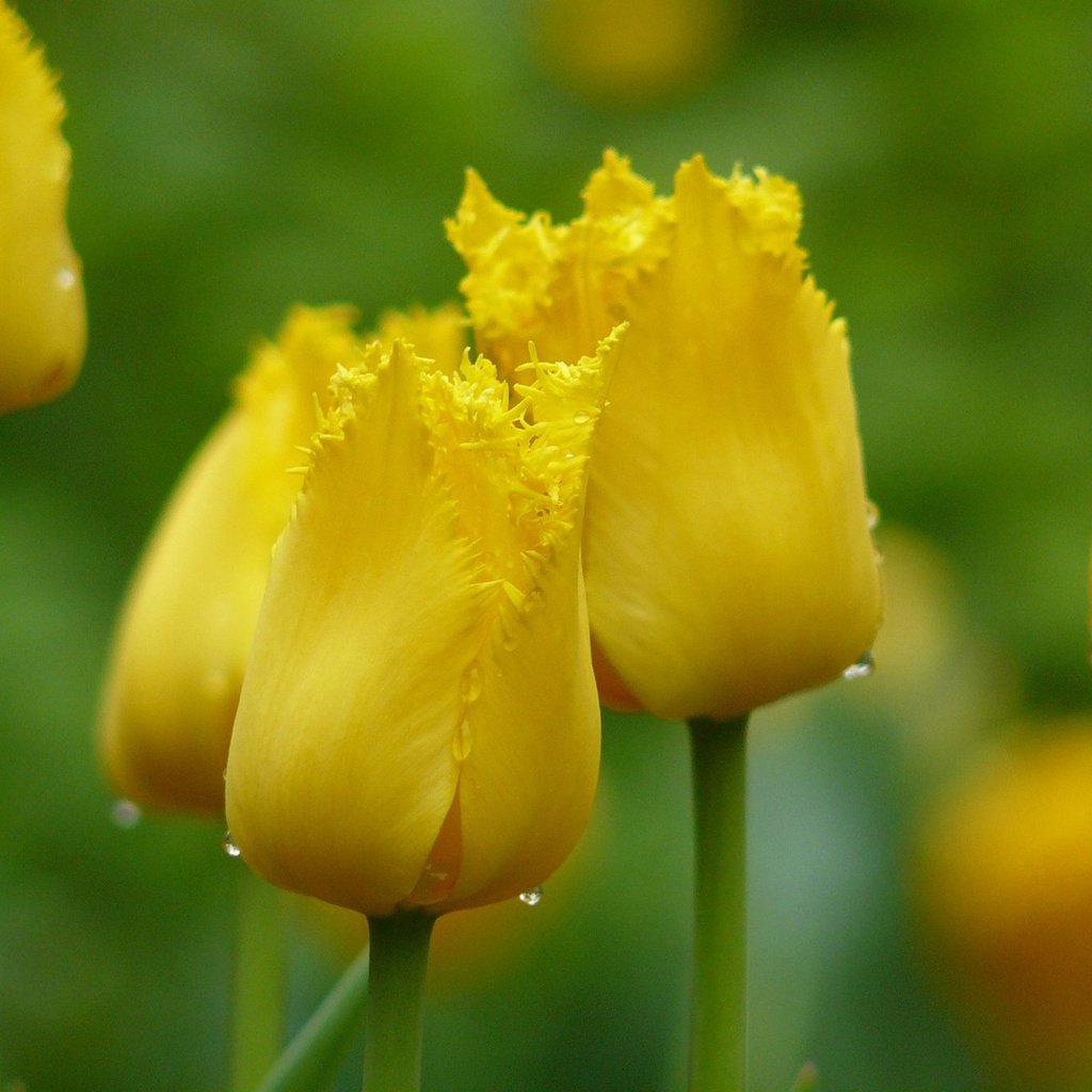 Обои цветы, тюльпаны, желтые, flowers, tulips, yellow разрешение 1920x1200 Загрузить