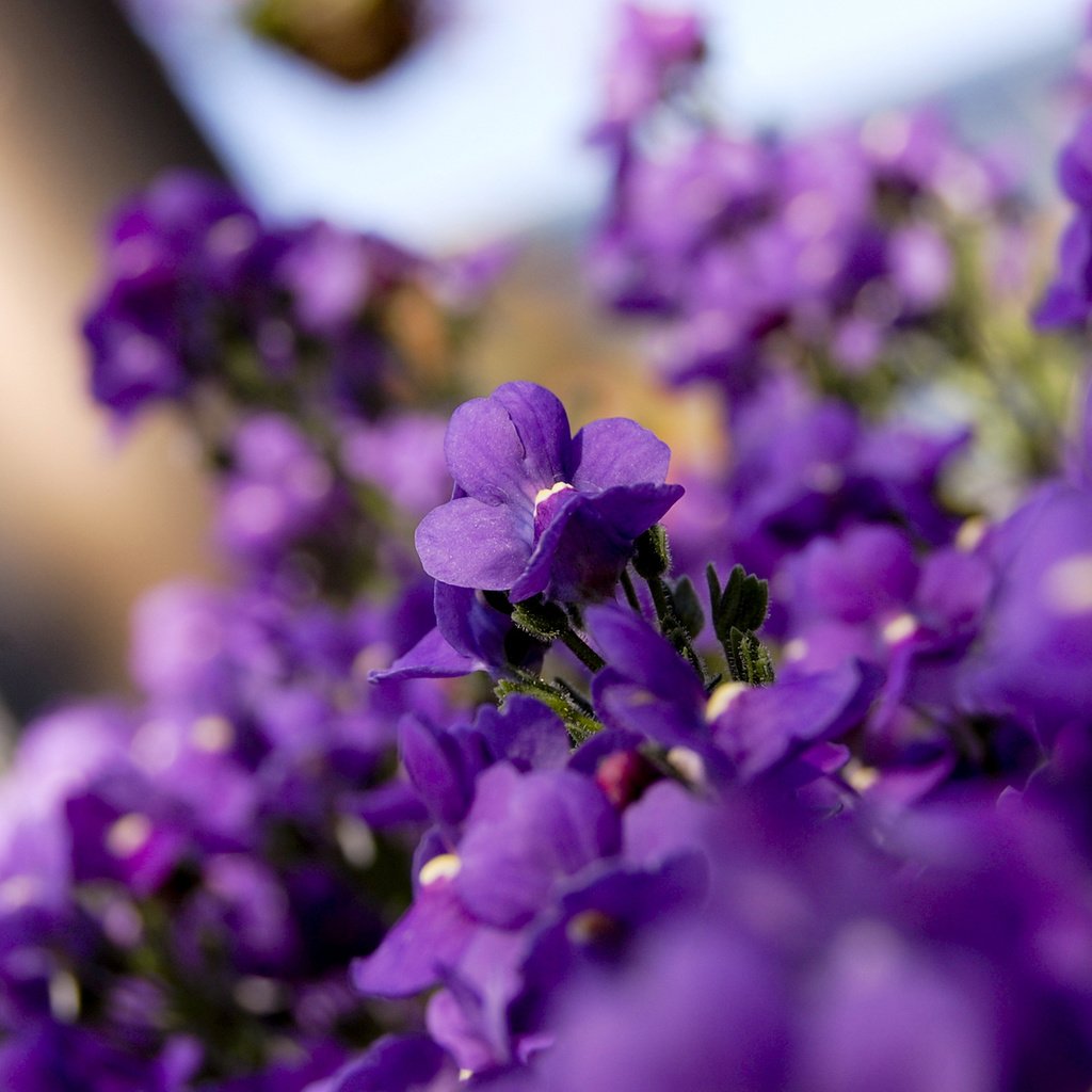 Обои цветы, лепестки, фиолетовые, фиалки, flowers, petals, purple, violet разрешение 1920x1200 Загрузить
