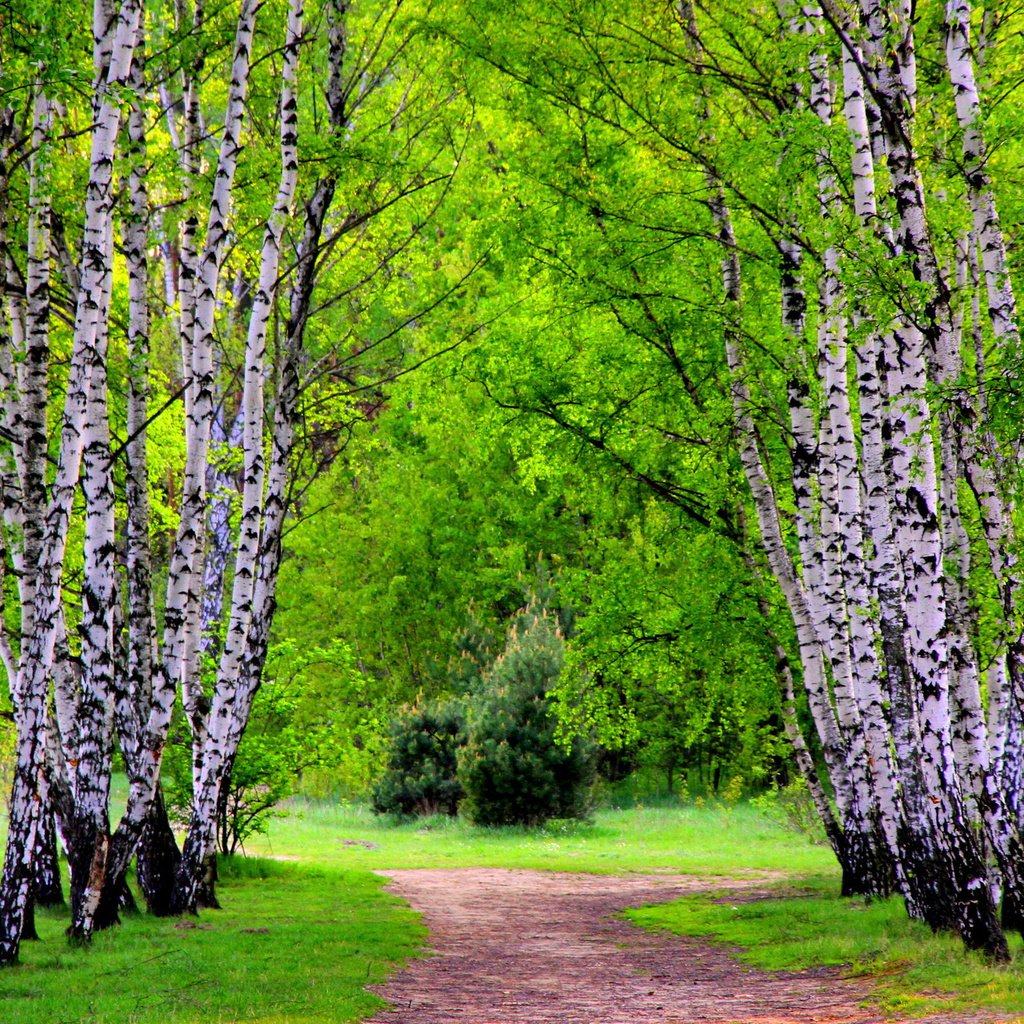 Обои деревья, лес, березы, тропинка, лесок, trees, forest, birch, path, grove разрешение 2560x1600 Загрузить