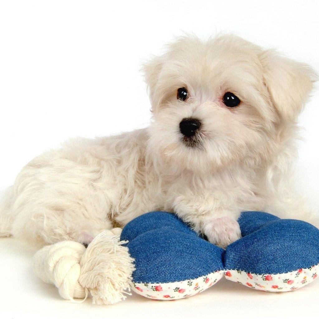 Обои белый, щенок, красивый, white, puppy, beautiful разрешение 1920x1200 Загрузить