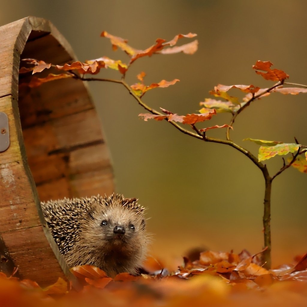 Обои листва, осень, ежик, foliage, autumn, hedgehog разрешение 1920x1200 Загрузить