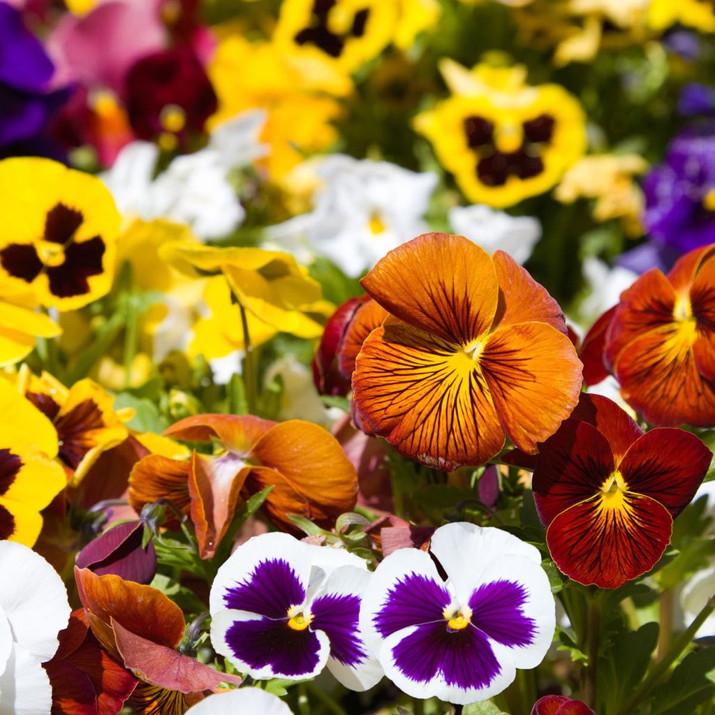 Обои цветы, разноцветные, анютины глазки, flowers, colorful, pansy разрешение 1920x1200 Загрузить