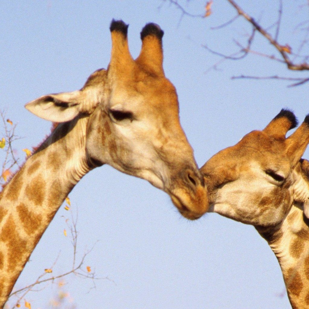 Обои поцелуй, жирафы, kiss, giraffes разрешение 1920x1200 Загрузить