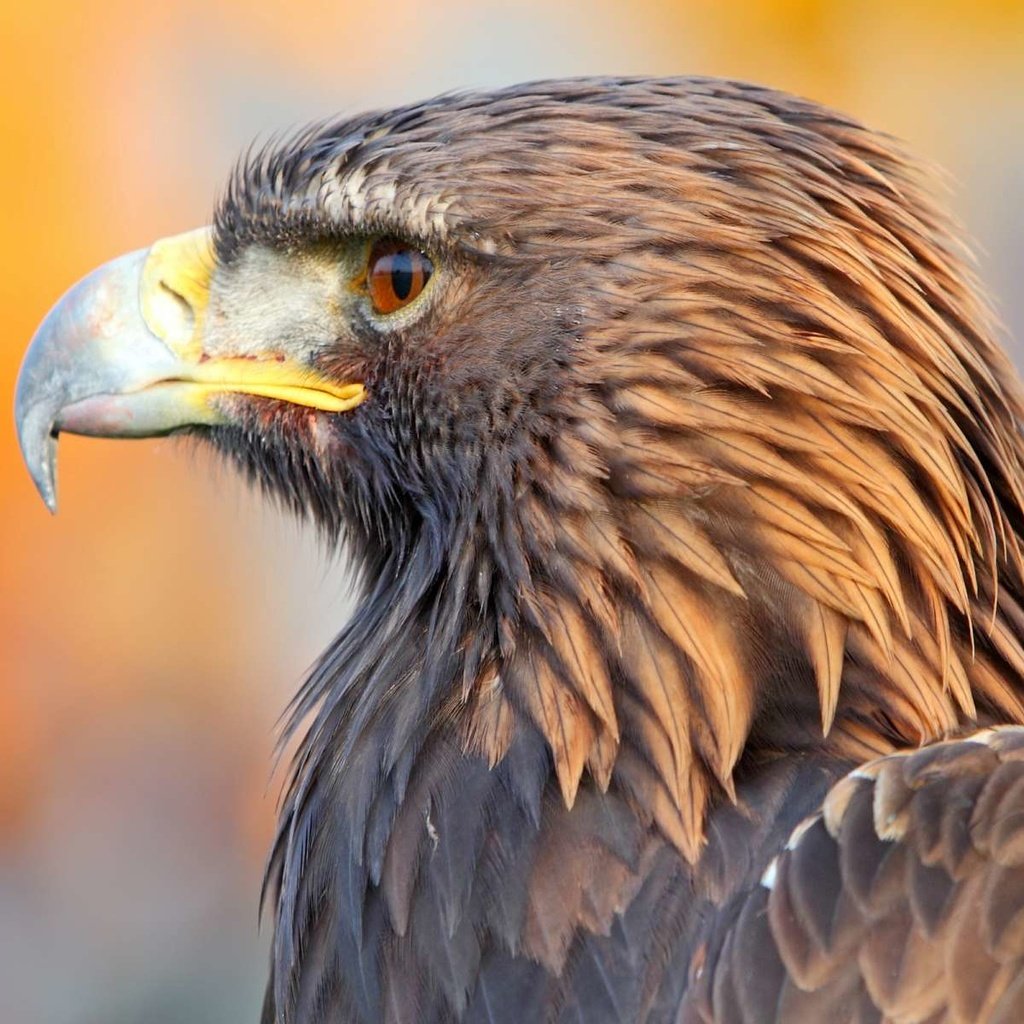 Обои орел, профиль, птица, клюв, перья, хищная птица, eagle, profile, bird, beak, feathers, bird of prey разрешение 1920x1200 Загрузить