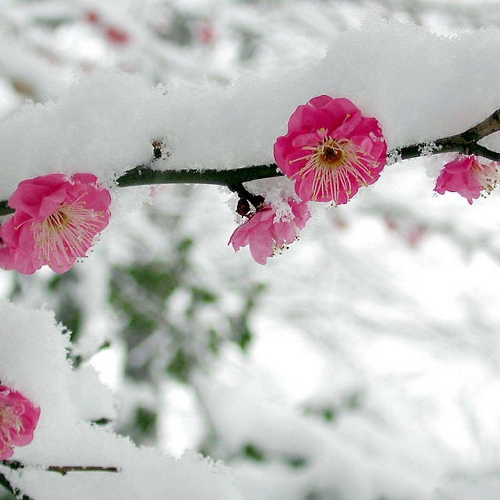 Обои цветы, ветка, снег, весна, сакура, flowers, branch, snow, spring, sakura разрешение 1920x1200 Загрузить