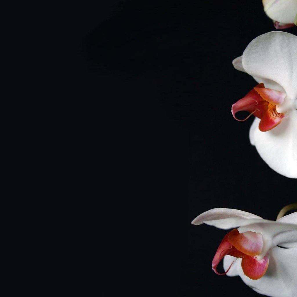 Обои цветы, темный фон, белая, орхидея, flowers, the dark background, white, orchid разрешение 1920x1200 Загрузить