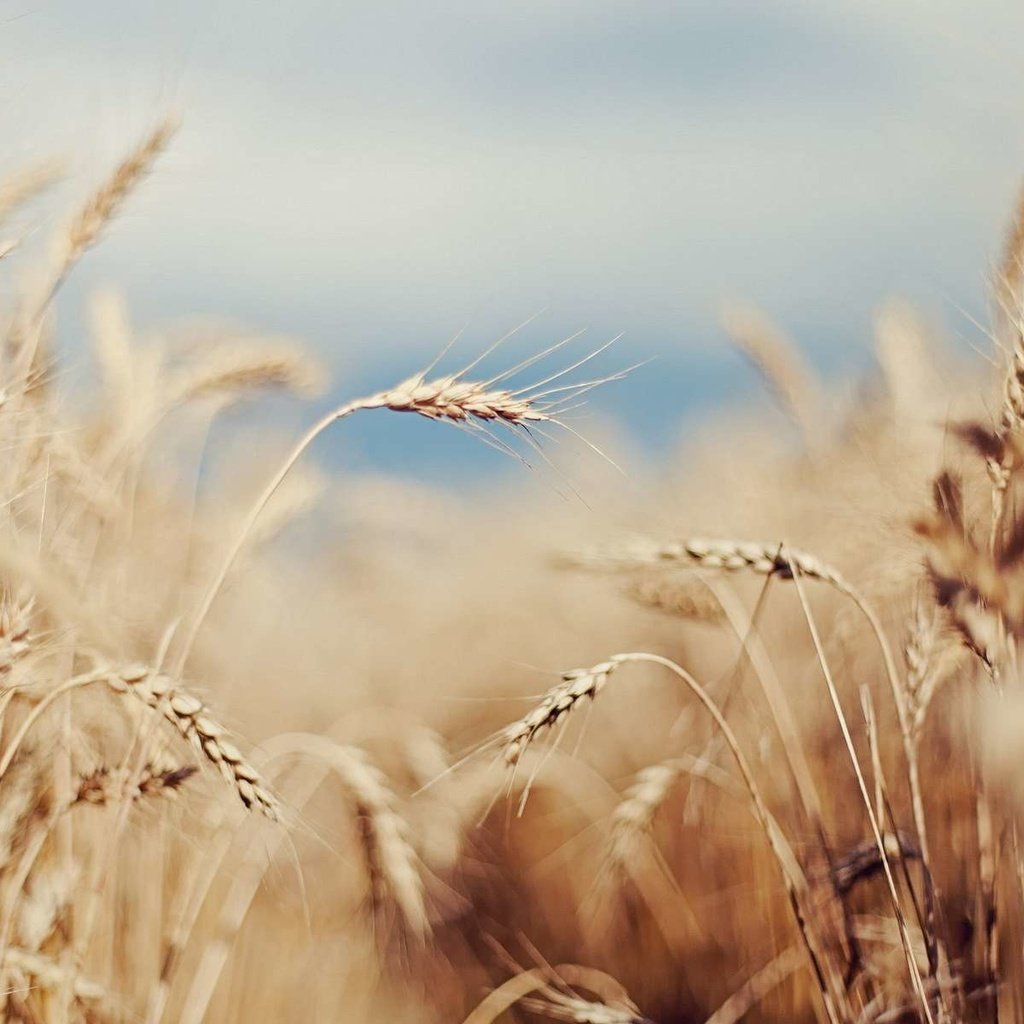 Обои небо, поле, лето, колосья, пшеница, злаки, the sky, field, summer, ears, wheat, cereals разрешение 1920x1200 Загрузить