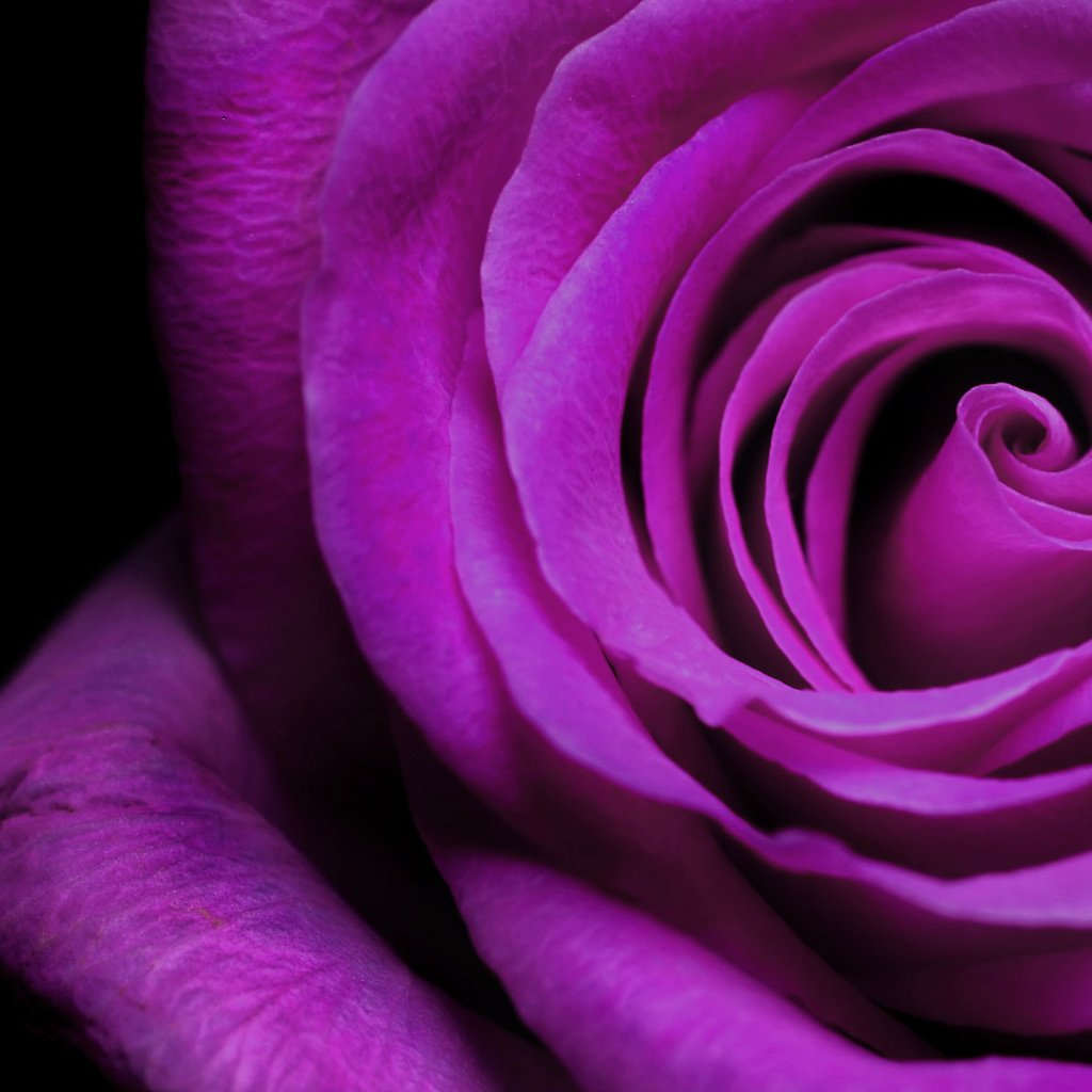 Обои макро, цветок, роза, фиолетовый, красивая, macro, flower, rose, purple, beautiful разрешение 1920x1200 Загрузить
