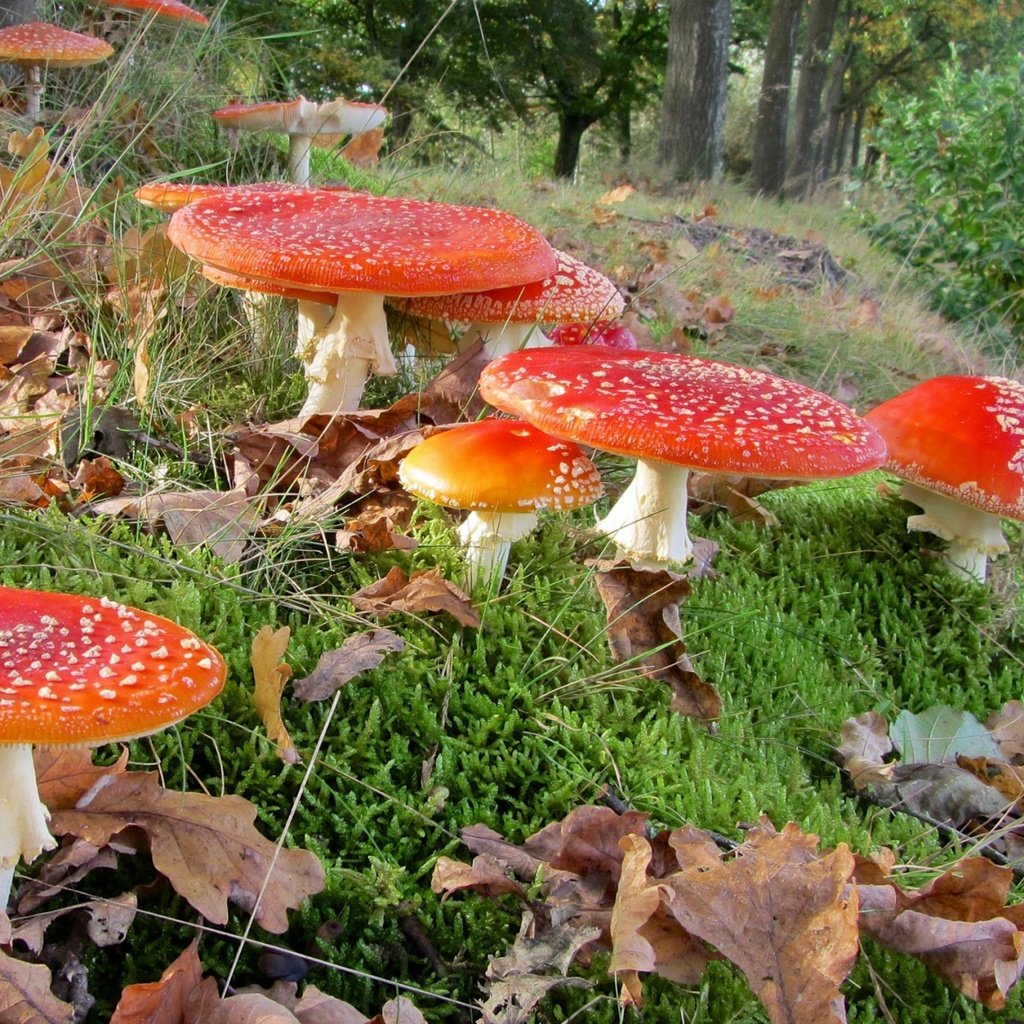 Обои трава, лес, листья, макро, грибы, мухоморы, grass, forest, leaves, macro, mushrooms, amanita разрешение 1920x1200 Загрузить