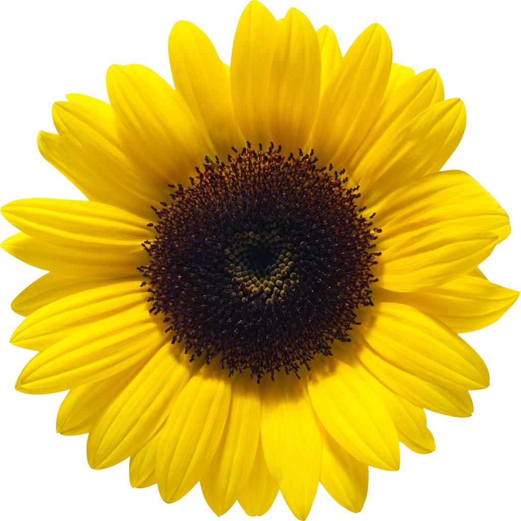 Обои цветок, лепестки, подсолнух, белый фон, flower, petals, sunflower, white background разрешение 2649x2648 Загрузить