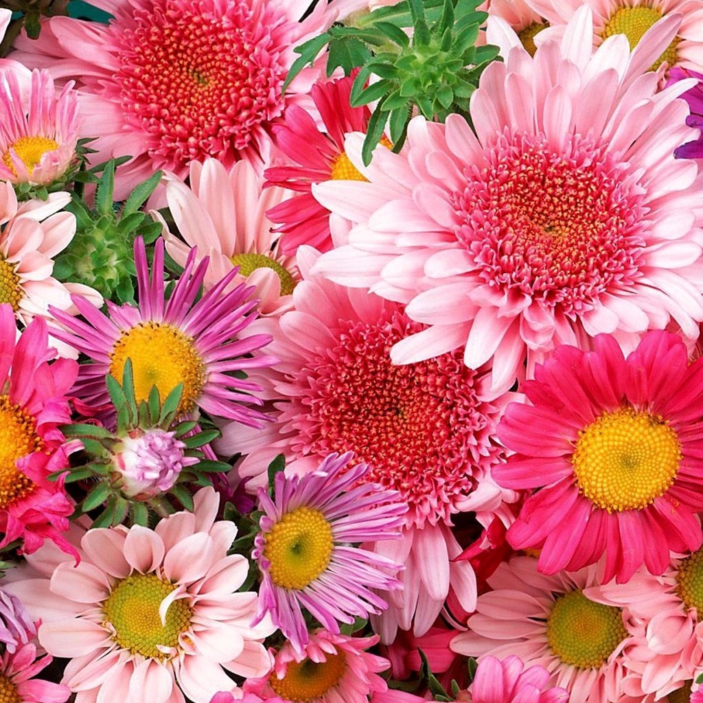 Обои цветы, ярко, букет, много, красиво, flowers, bright, bouquet, a lot, beautiful разрешение 1920x1200 Загрузить