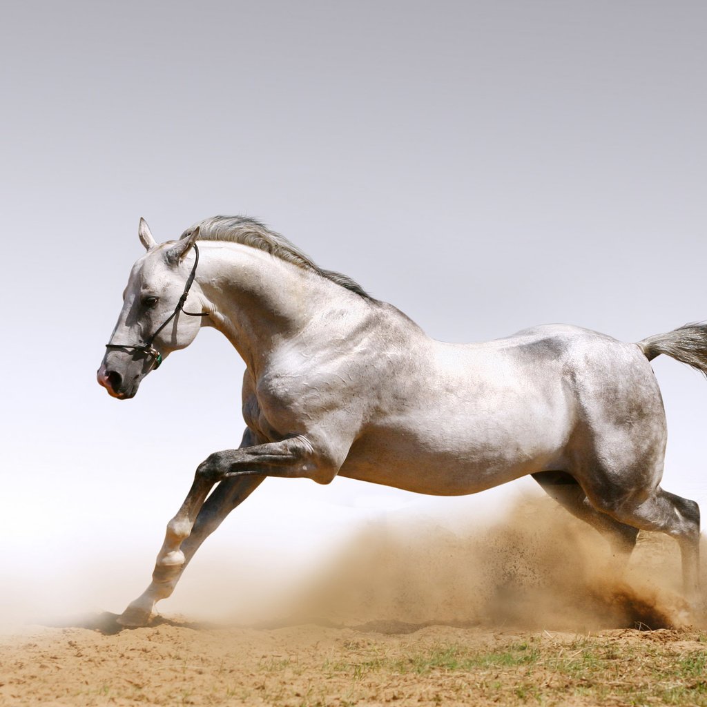 Обои лошадь, песок, пыль, конь, жеребец, белая лошадь, horse, sand, dust, stallion, white horse разрешение 2560x1600 Загрузить