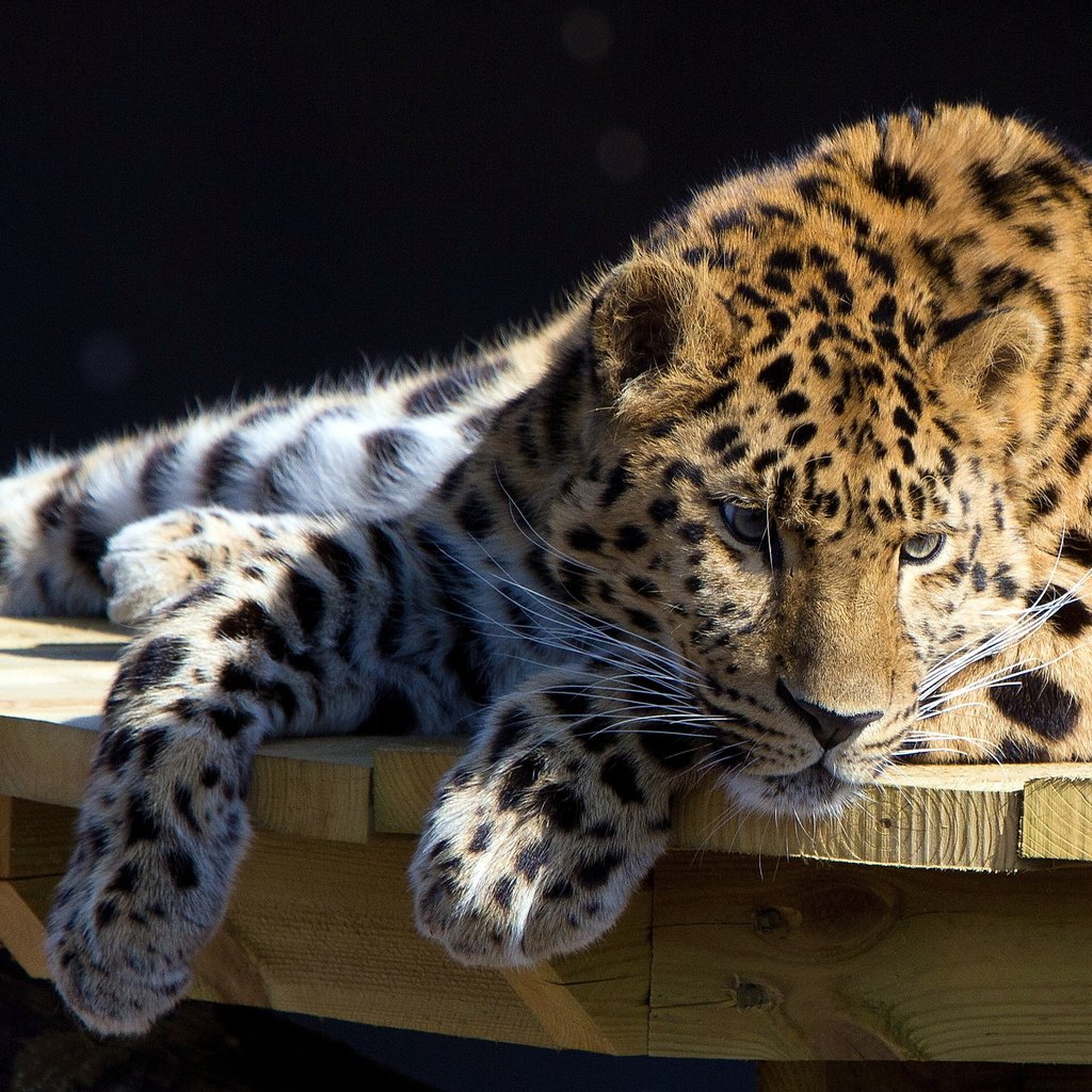 Обои смотрит, стол, лежит, леопард, большая кошка, отдых, looks, table, lies, leopard, big cat, stay разрешение 2560x1600 Загрузить