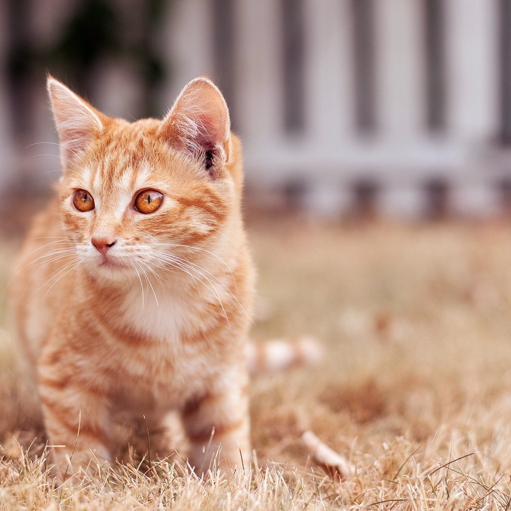 Обои фон, кошка, рыжая, рыжий, полосатый кот, background, cat, red, tabby cat разрешение 1920x1280 Загрузить