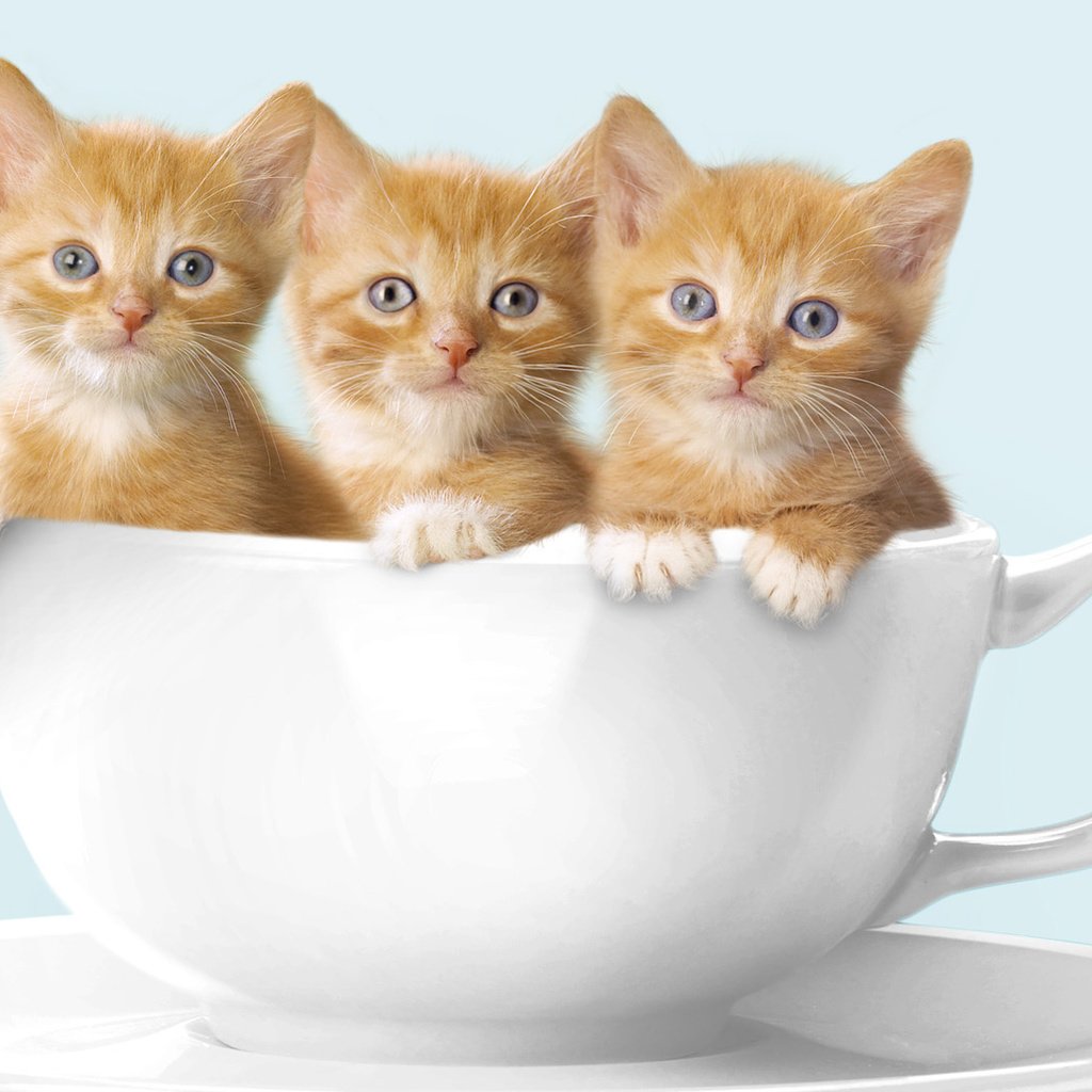 Обои кружка, кошки, котята, рыжие, котята в кружке, mug, cats, kittens, red, kittens in a mug разрешение 1920x1080 Загрузить
