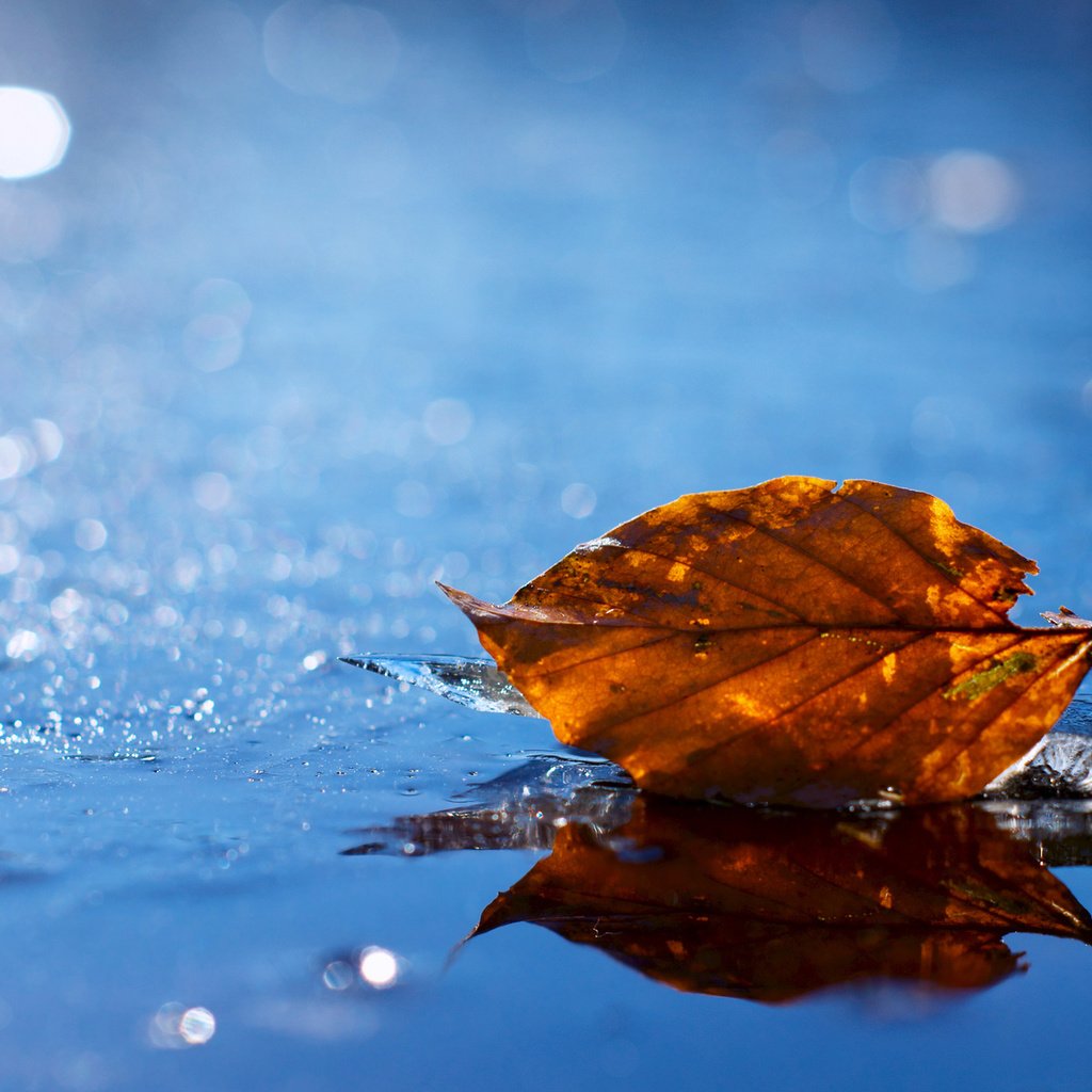 Обои вода, желтый, листок, осень, лист, блеск, опавший, water, yellow, leaf, autumn, sheet, shine, fallen разрешение 1920x1200 Загрузить