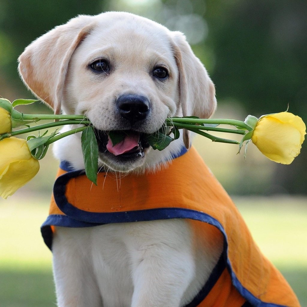 Обои цветы, розы, собака, щенок, лабрадор, лабрадор-ретривер, flowers, roses, dog, puppy, labrador, labrador retriever разрешение 2048x1536 Загрузить