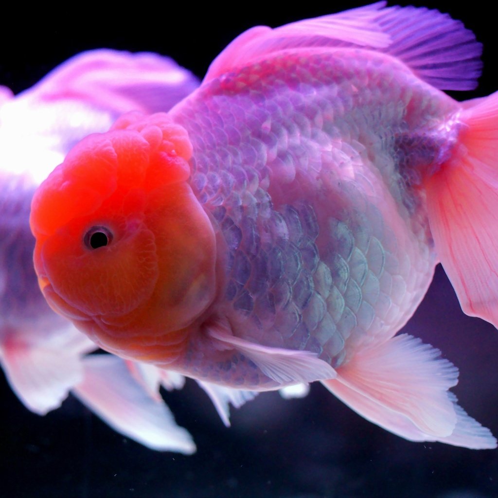 Розовые рыбки аквариумные. Аквариумная Золотая рыбка Оранда. Рыбка розовый. Розовые рыбки для аквариума.