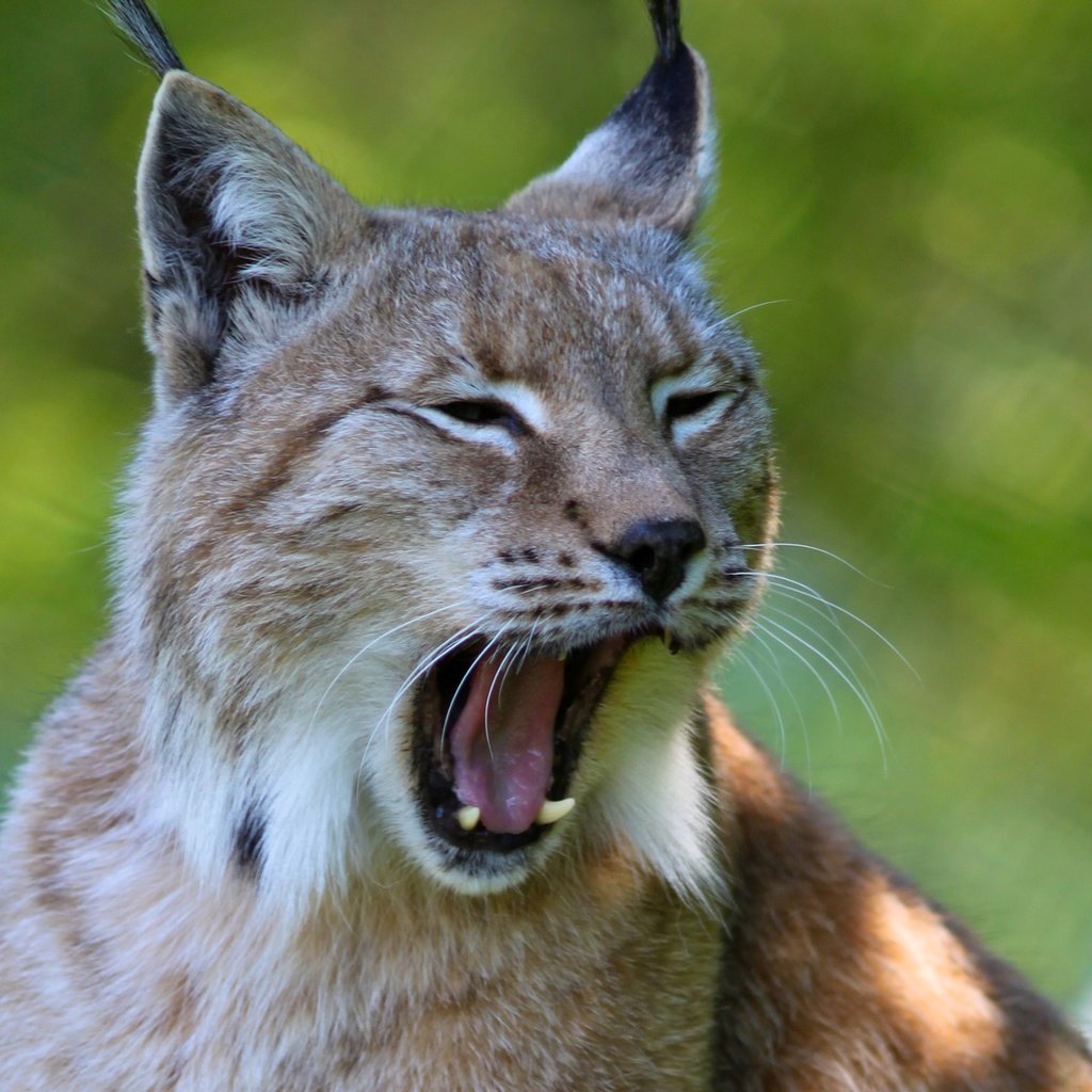 Обои рысь, хищник, ушки, зевает, дикая кошка, lynx, predator, ears, yawns, wild cat разрешение 2560x1600 Загрузить