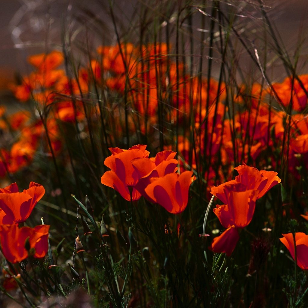 Обои цветы, маки, клумба, flowers, maki, flowerbed разрешение 3878x2582 Загрузить