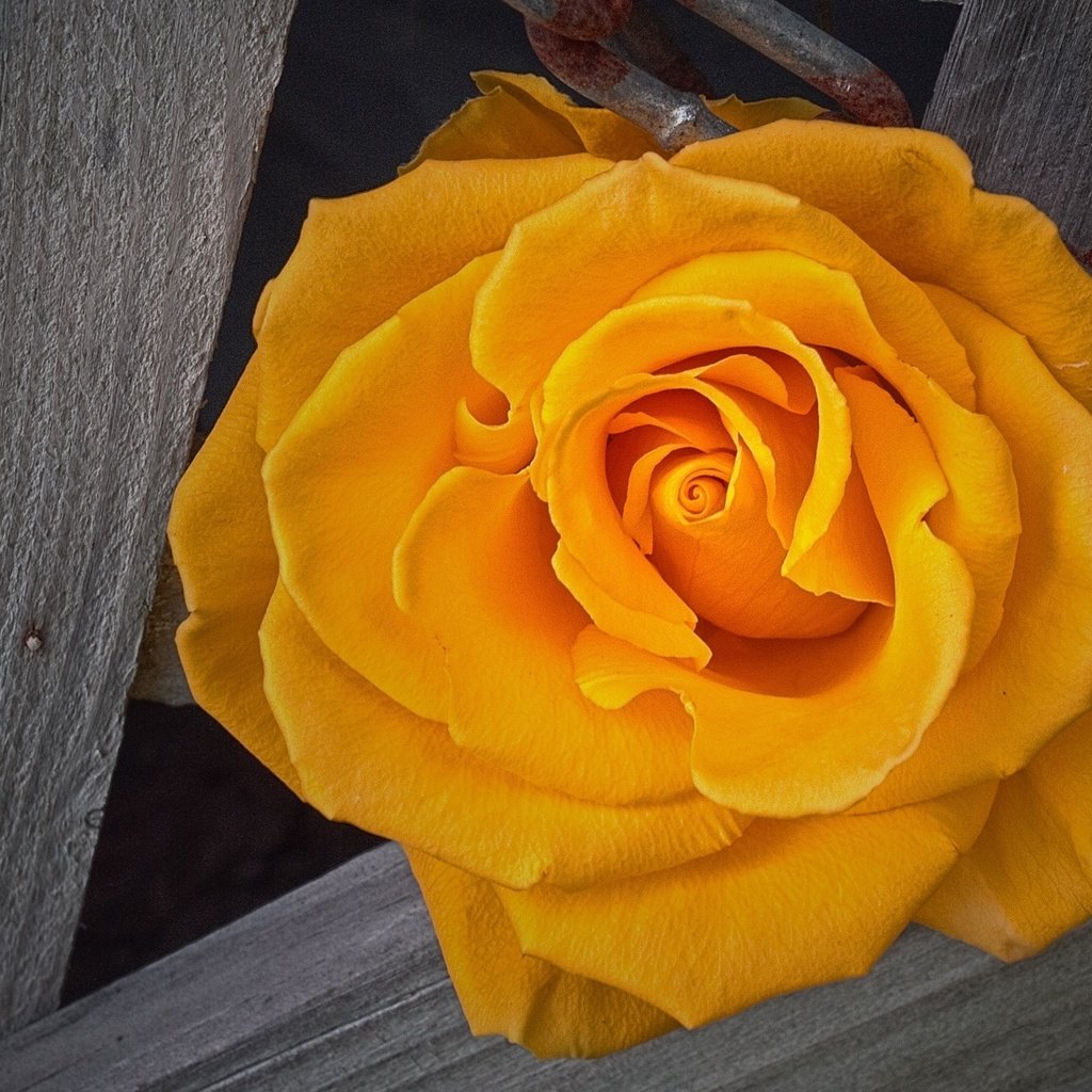 Обои роза, жёлтая, rose, yellow разрешение 2560x1440 Загрузить