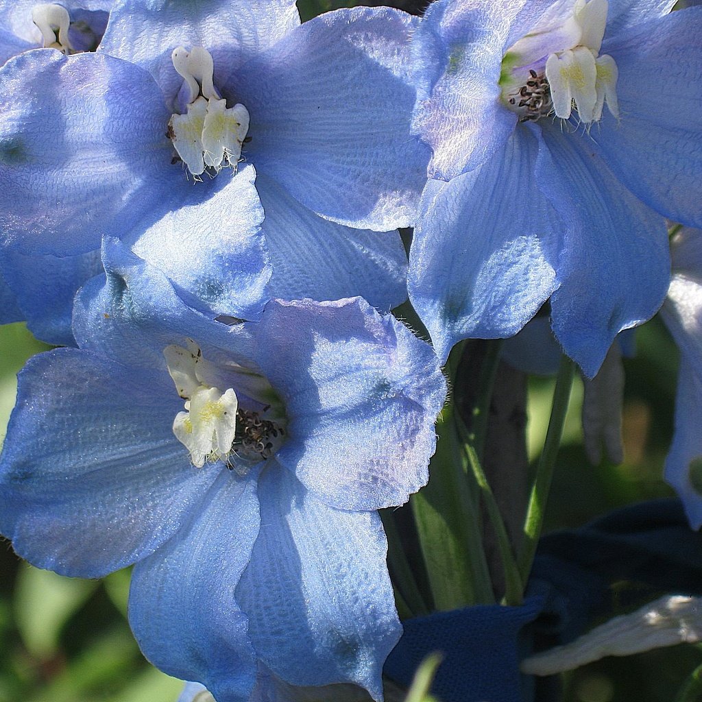Обои цветы, голубые, cvety, leto, delfinium, sadovye, golubye, дельфиниум, flowers, blue, delphinium разрешение 1920x1440 Загрузить