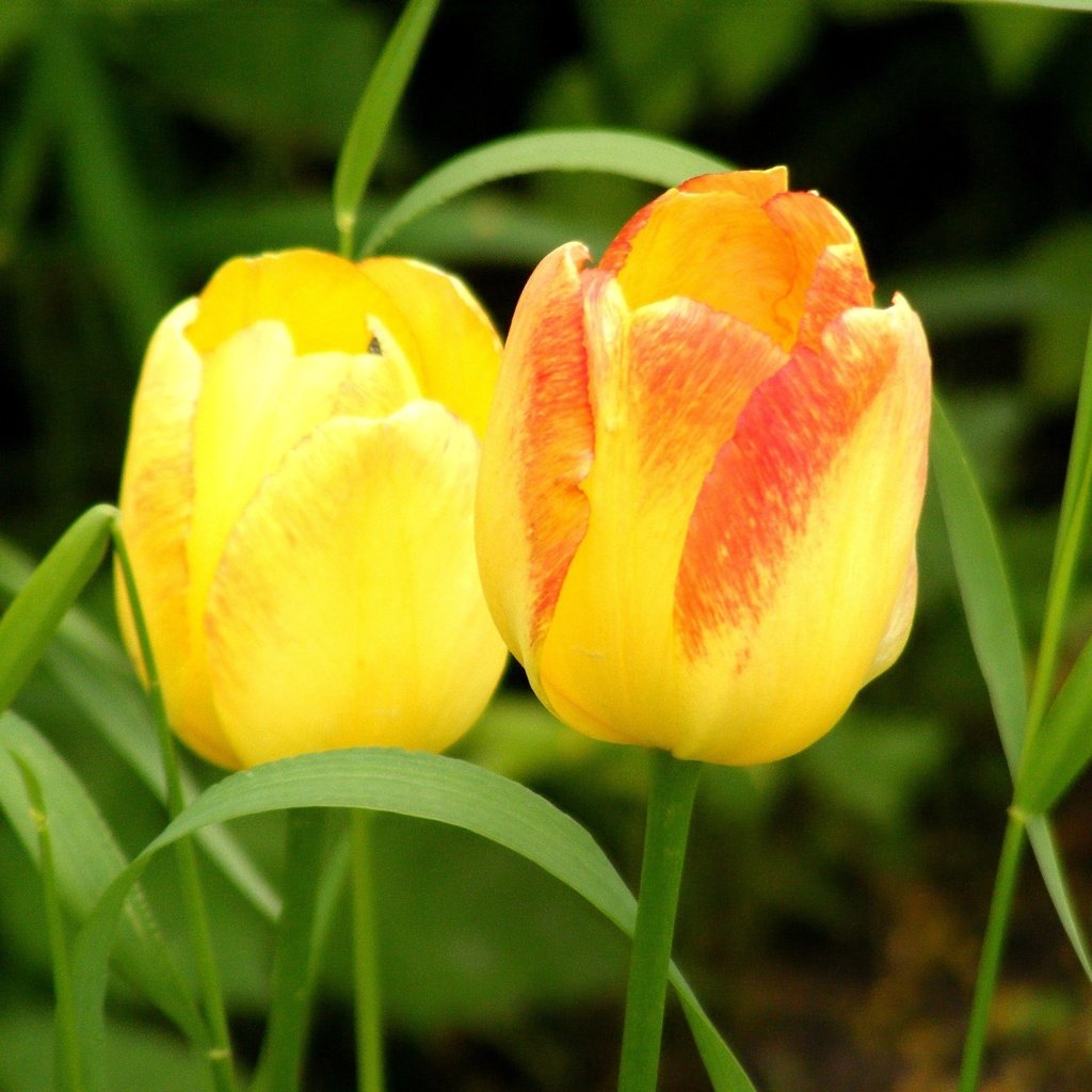 Обои цветы, трава, весна, тюльпаны, два, желтые, cvety, vesna, tyulpany, butony, flowers, grass, spring, tulips, two, yellow разрешение 3072x2269 Загрузить