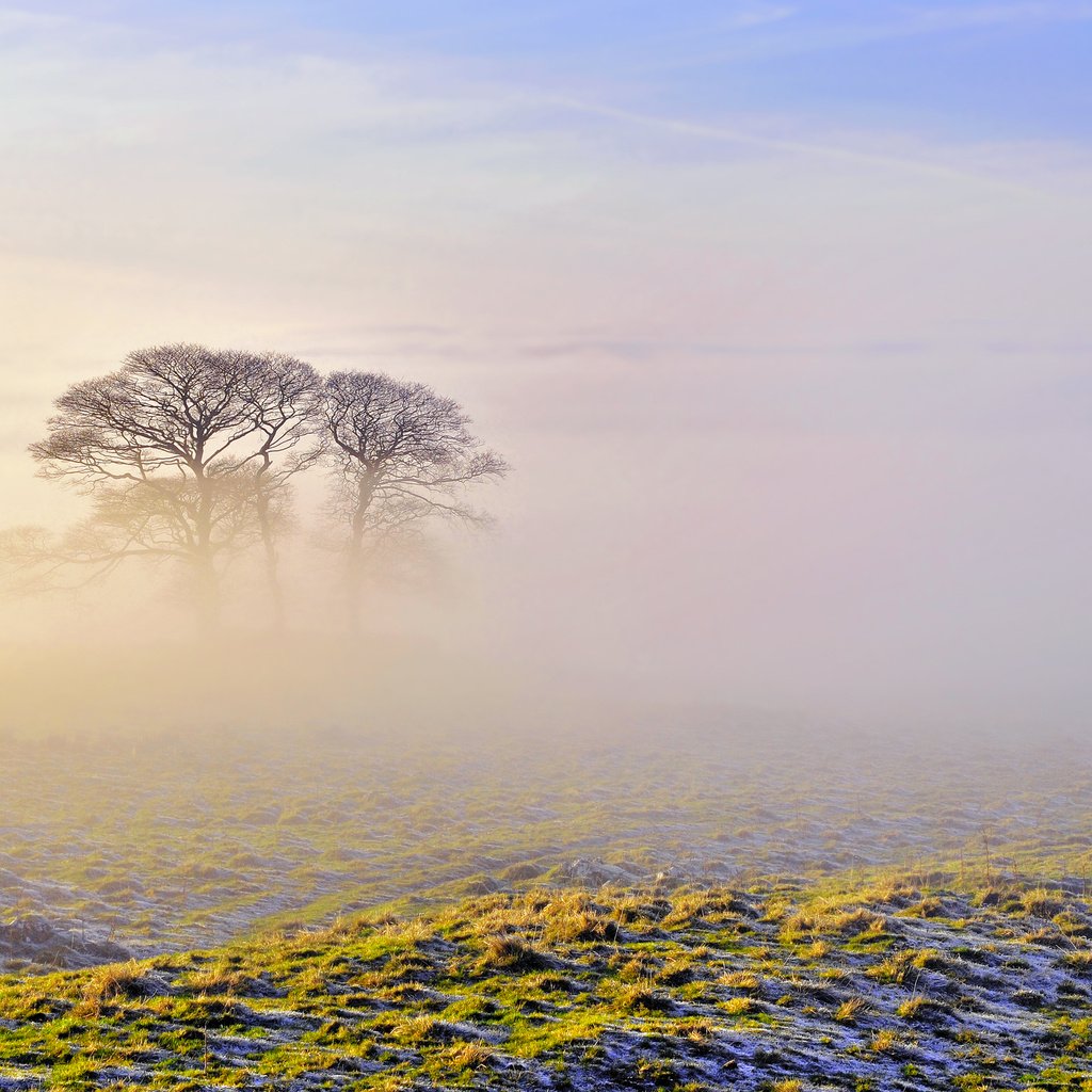 Обои небо, деревья, природа, утро, туман, the sky, trees, nature, morning, fog разрешение 2560x1600 Загрузить