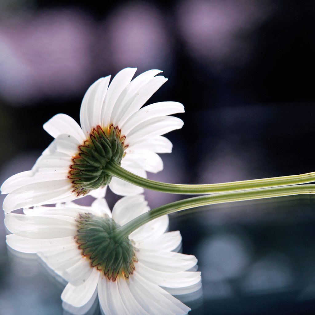 Обои отражение, цветок, ромашка, поверхность, leto, cvetok, priroda, reflection, flower, daisy, surface разрешение 2560x1440 Загрузить