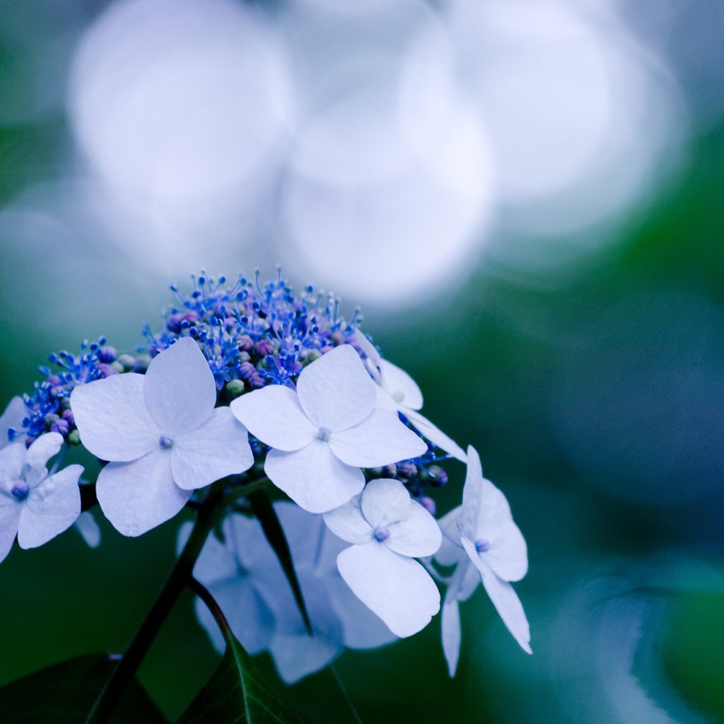 Обои цветы, bliki, rastenie, макро, sinij, гортензия, синий, цветок, голубой, блики, растение, cvetok, goluboj, makro, flowers, macro, hydrangea, blue, flower, glare, plant разрешение 3648x2736 Загрузить